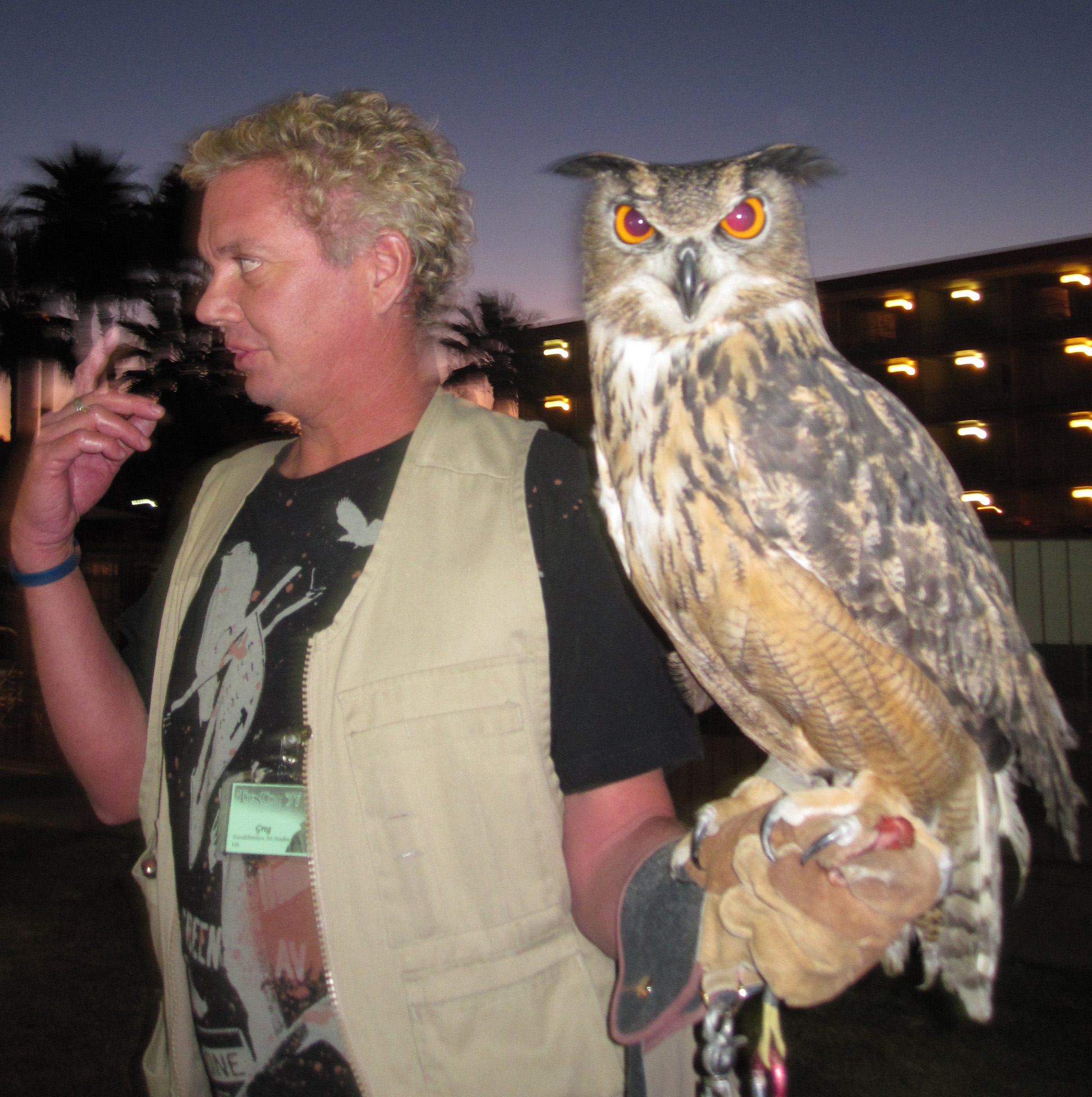 A very hungry Eagle Owl with his handler